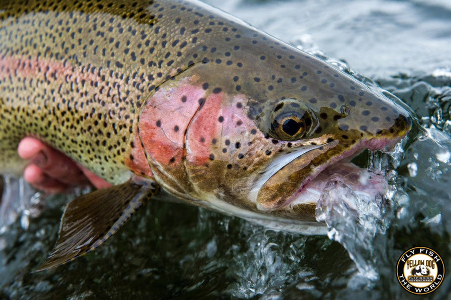 yellow-dog-flyfish THE BLACK GNATS INTERVIEW YELLOW DOG'S JIM KLUG | JIM KLUG OUTDOOR PHOTOGRAPHY.