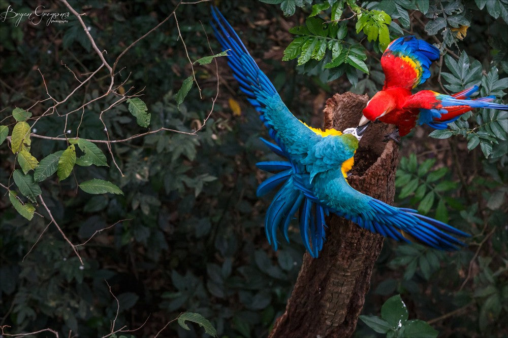 articles/macaws_-_bolivia-1_07ec7515-2614-4fdc-a19b-3d276f7c5350.jpg