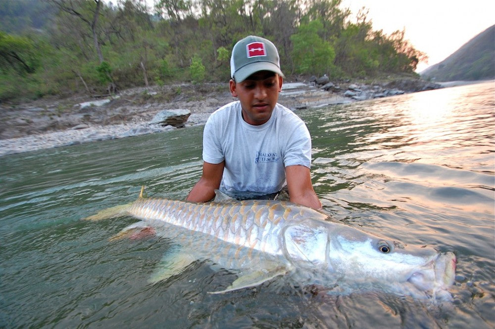 articles/mahseer_giant-1_a0366e53-08dc-4cab-8ae0-2c77fff73eed.jpg