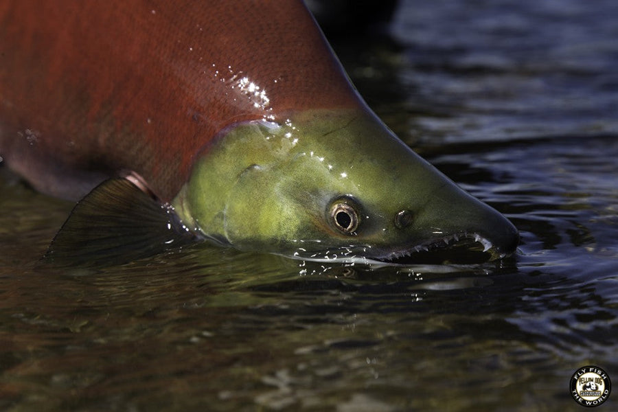 yellow-dog-flyfish CALL TO ACTION: PROTECT BRISTOL BAY! LAST CHANCE FOR A FINAL STAND IS NOW!.