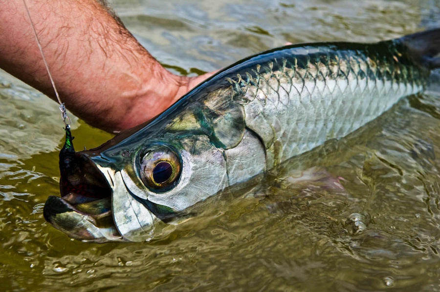 yellow-dog-flyfish A Quick Guide to Tarpon Fishing in Belize.