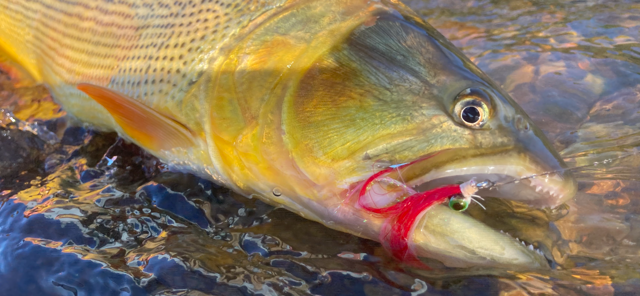 yellow-dog-flyfish January, 2024 Client Trip Report: Rio Mate Lodge.