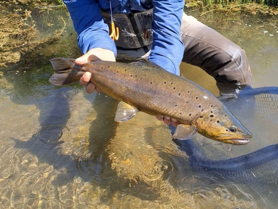 yellow-dog-flyfish February 2024 Client Trip Recap: Cinco Rios & Estancia del Zorro.