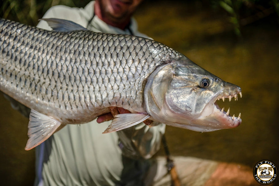 yellow-dog-flyfish FISHING FOR TIGERS: TOURETTE FISHING, TANZANIA.