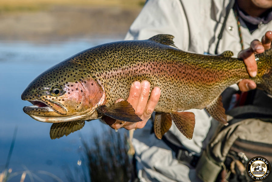 yellow-dog-flyfish FLY FISHING ARGENTINA | PART [2] W/ GUEST TIM O'LEARY.