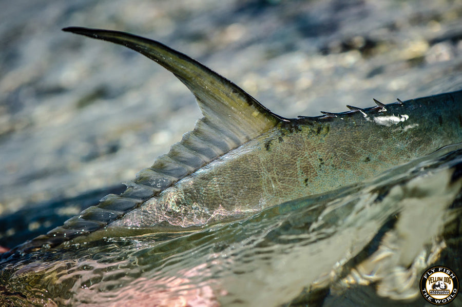 yellow-dog-flyfish AN ANGLER'S HUNT FOR PERMIT.
