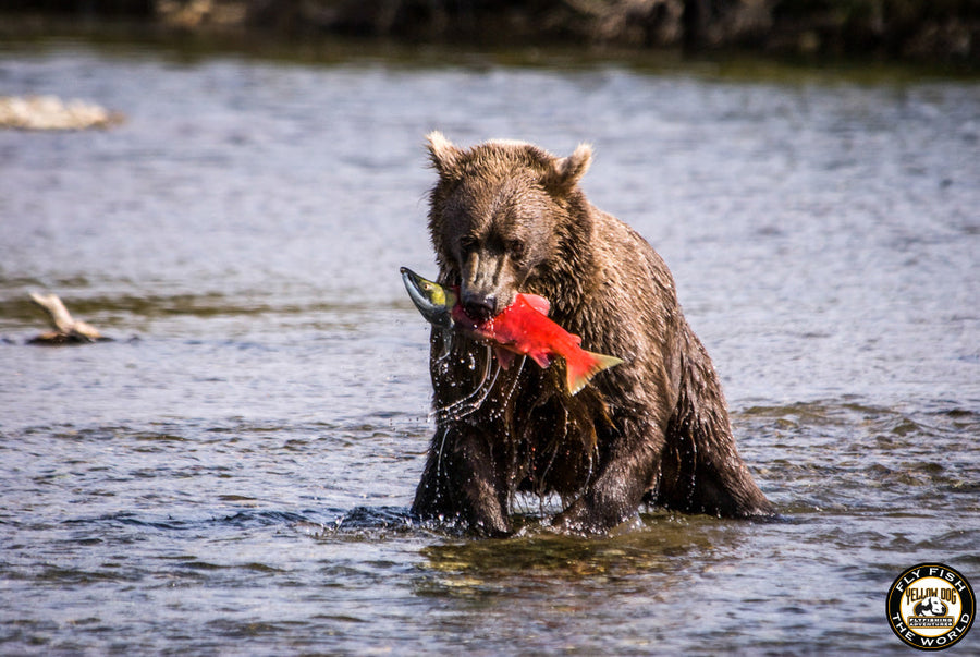 yellow-dog-flyfish ALASKA SALMON AT THE MARKET | CHOOSE WILD & SUSTAINABLE.
