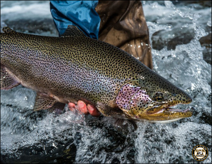 yellow-dog-flyfish ESTANCIA LAGUNA VERDE RA-CAPS THE 2014 SEASON AT JURASSIC LAKE IN ARGENTINA.