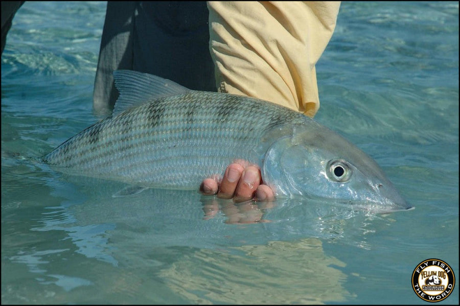 yellow-dog-flyfish When You're Ready: Five Reasons to Book a Bahamas Fly Fishing Trip.