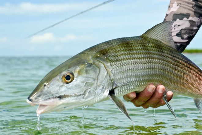 articles/yellow-dog-flyfishing-adventures-bahamas-bonefish-flats-fishing-blackfly-lodge-21_2_0-1_dd27c5eb-d69c-4d14-9d09-f4ad2b1364e6.jpg