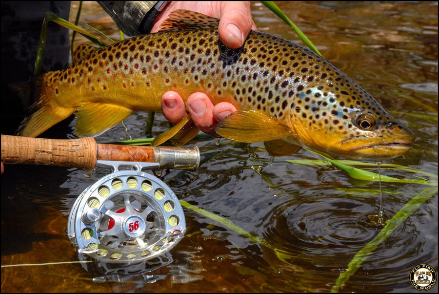 yellow-dog-flyfish Fly Fishing for Trout: What Makes a Great Grasshopper Pattern.