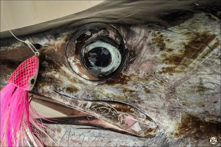 yellow-dog-flyfish CLIENT PHOTO | BLUE BAYOU | GUATEMALA & MARLIN.