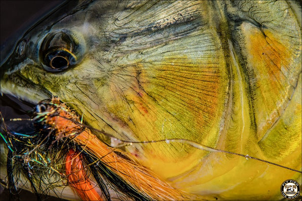 The Ultimate Guide to Fly Fishing for Golden Dorado