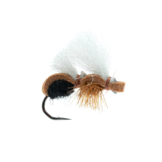 Stubby Ant - Black/Cinnamon