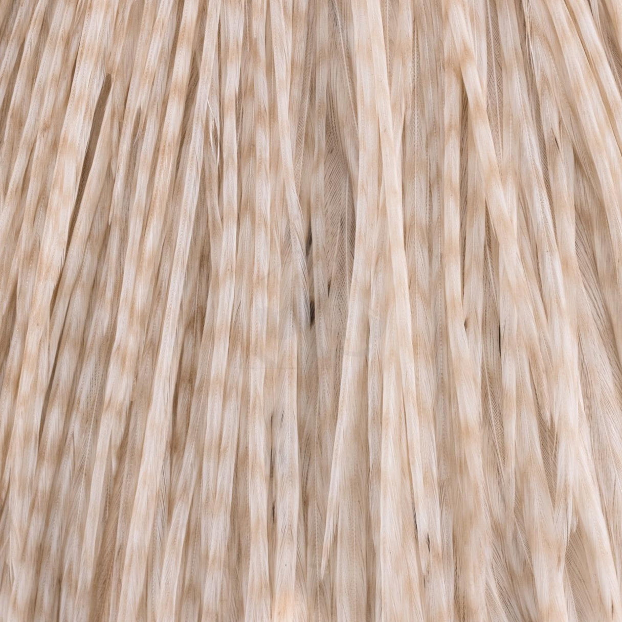 Whiting Farms Rooster Cape - Pro Grade