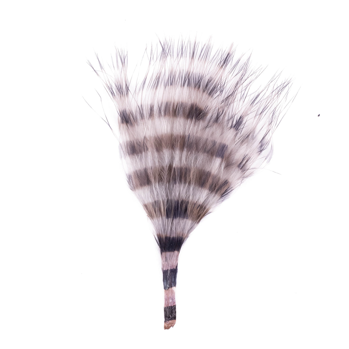 Barred Marabou