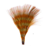 Barred Marabou
