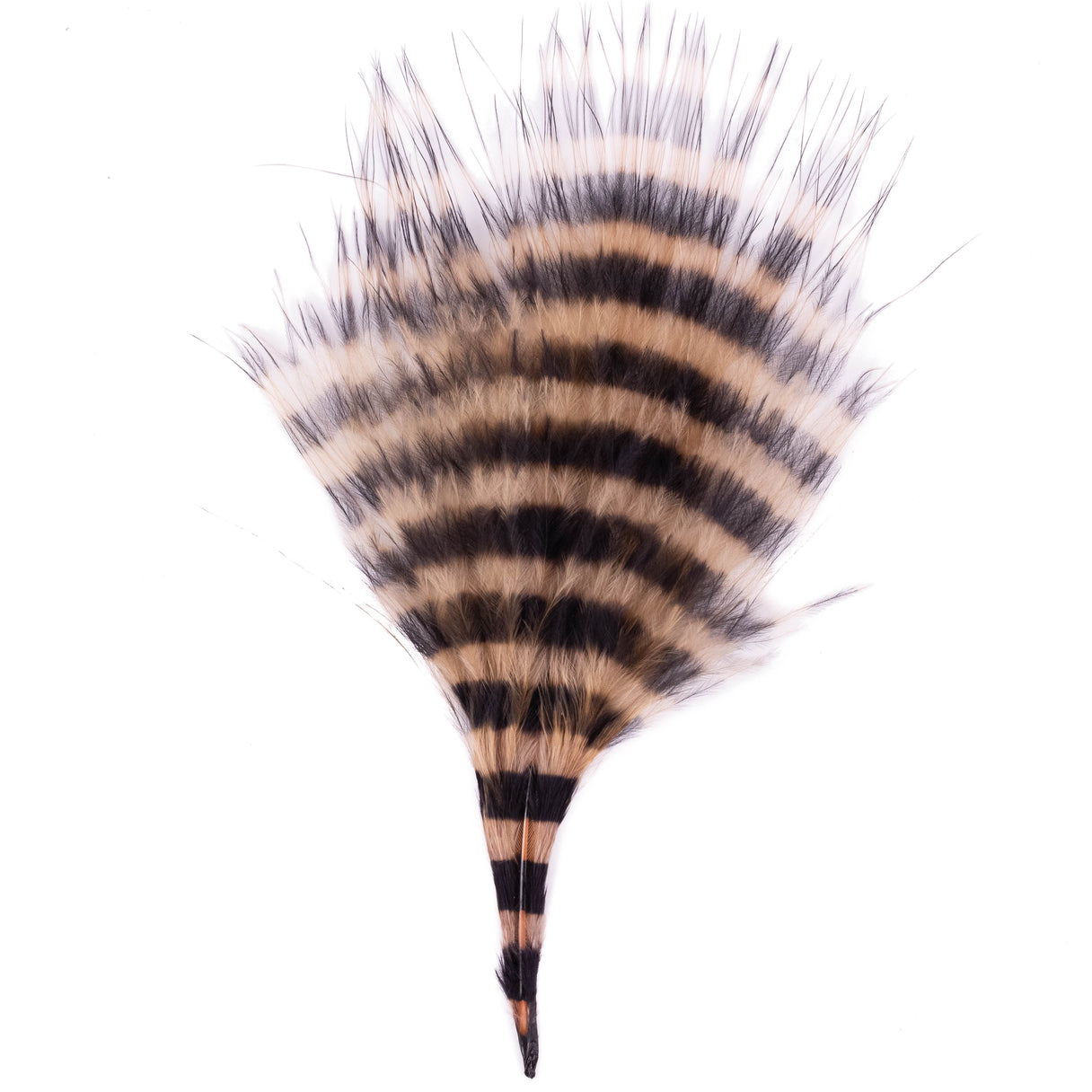 Barred Marabou