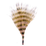 Barred Marabou