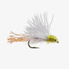 Baetis