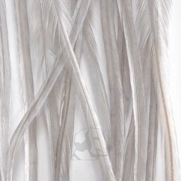 Whiting Farms Whiting Farms 100 Pack.