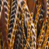 Barred Dark Ginger