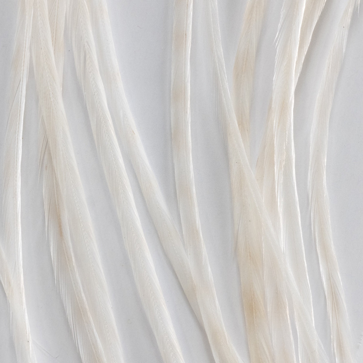 Whiting Farms 100 Pack