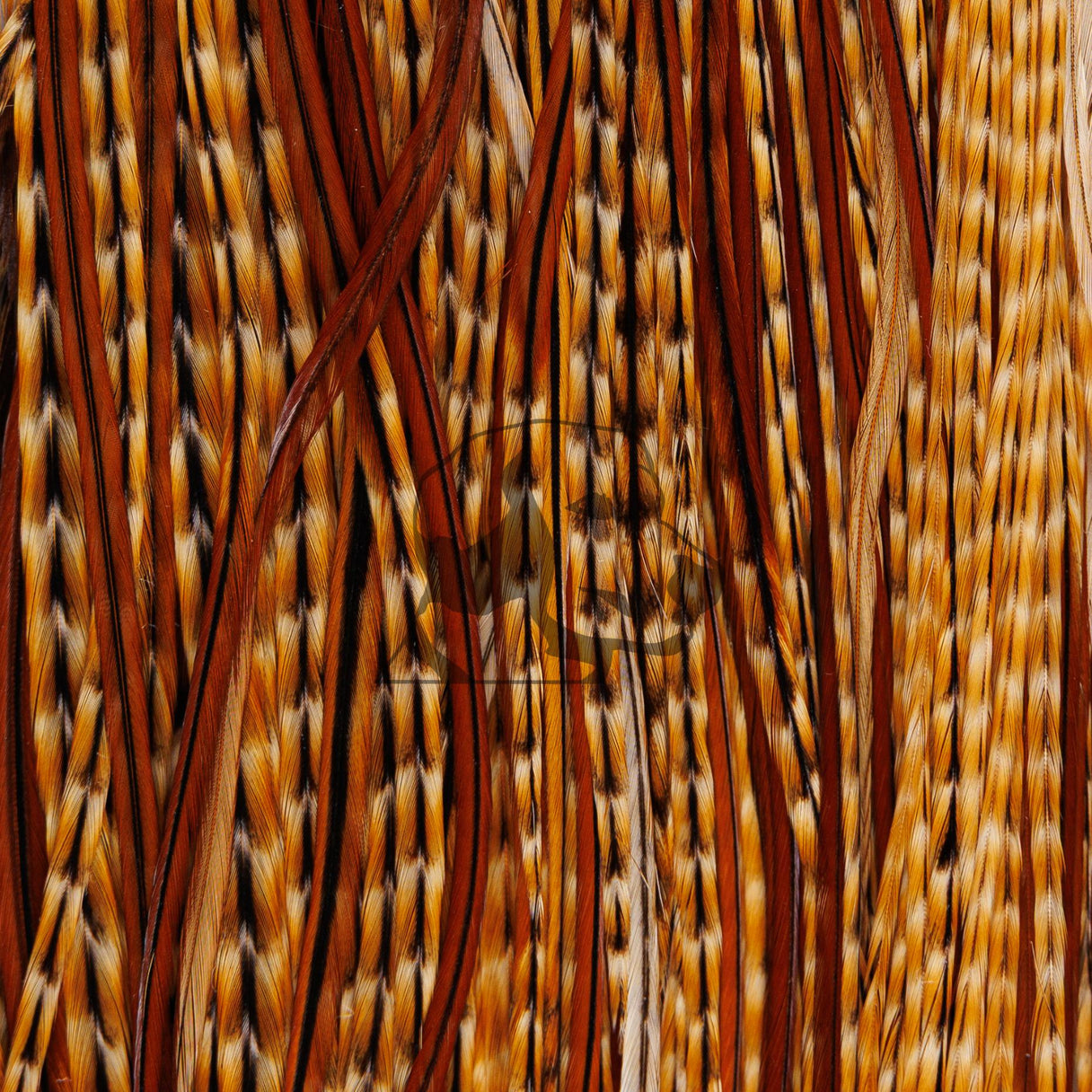 Close-up of Whiting Farms Rooster 1/2 Saddle Bronze Grade showcasing long, supple barred dark ginger feathers with dense barbs, tightly cropped background