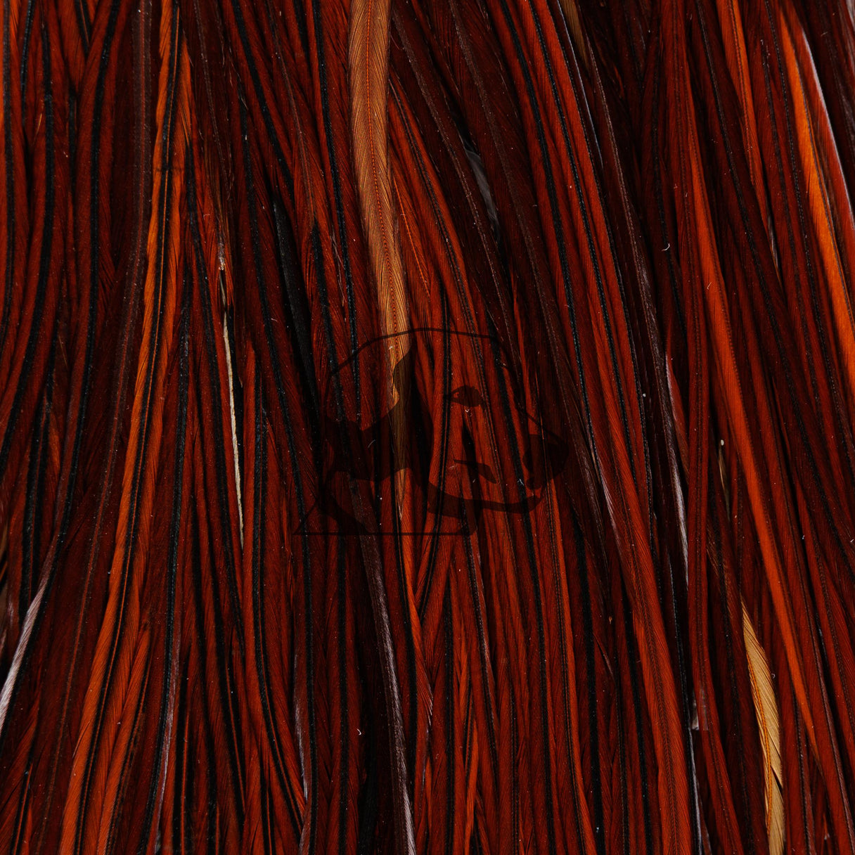 Close-up of Whiting Farms Rooster 1/2 Saddle Bronze Grade showing long bronze feathers with dense barbs on dark background