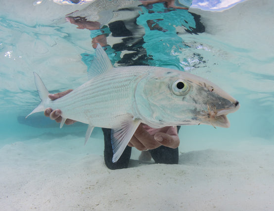 Fly Fishing Los Roques