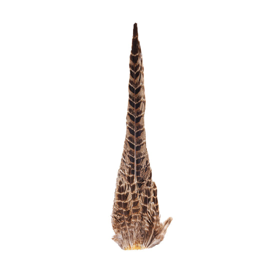 Ringneck Pheasant Hen Tail Clump