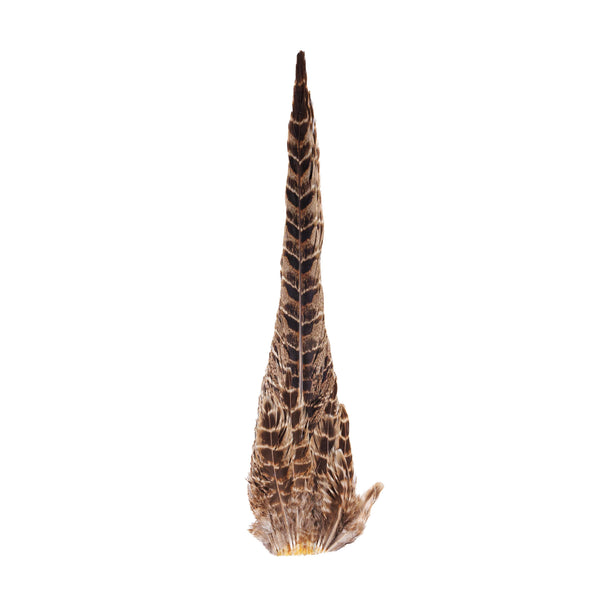 Ringneck Pheasant Hen Tail Clump