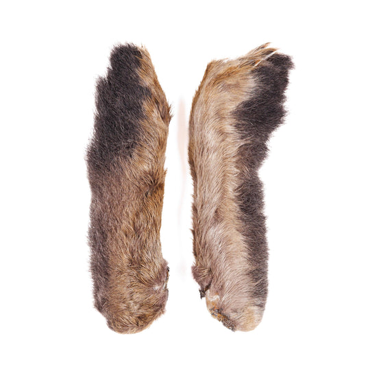 Snowshoe Rabbit Feet