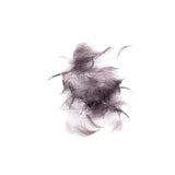 Nature's Spirit CDC Tufts