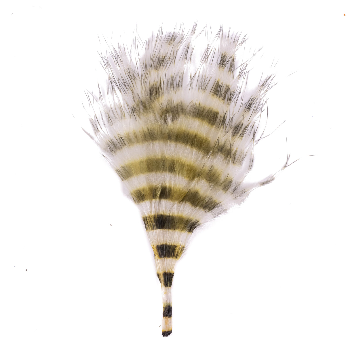 Barred Marabou