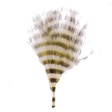 Barred Marabou