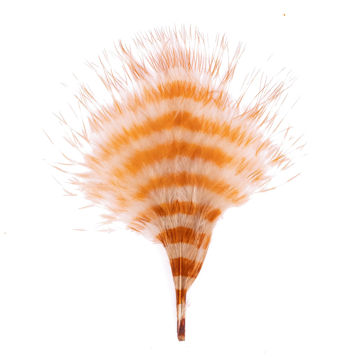 Barred Marabou