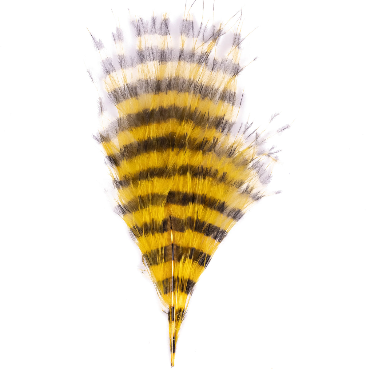 Barred Marabou