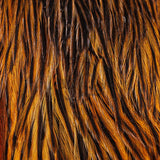 Whiting Farms Hebert Miner Hen Cape