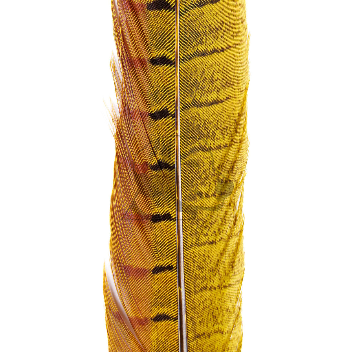 Pheasant Tail Pair