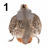 Wild Montana Hungarian Partridge Skin