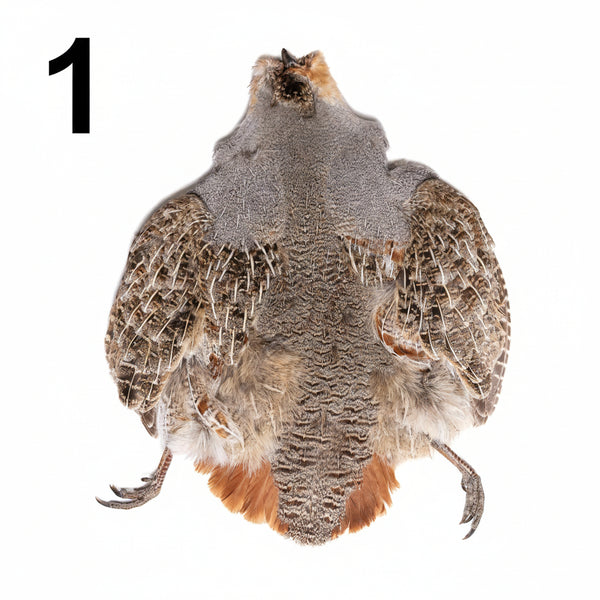 Wild Montana Hungarian Partridge Skin