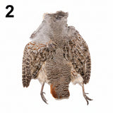 Wild Montana Hungarian Partridge Skin