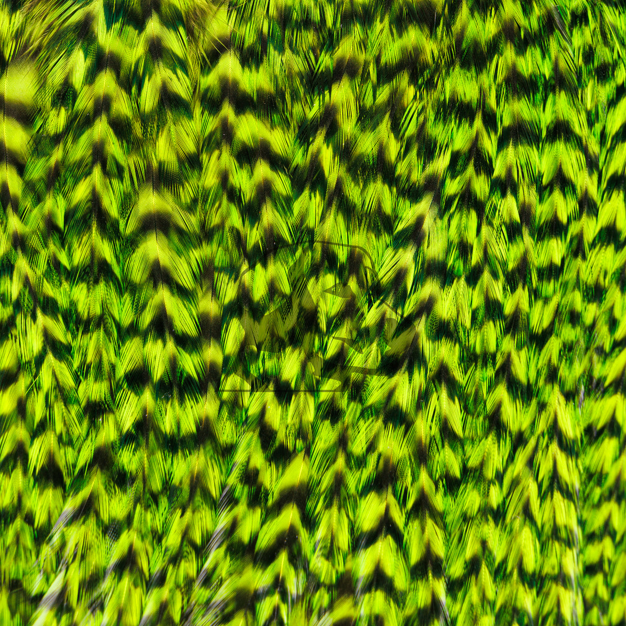 Close-up of Whiting Farms Freshwater Streamer Saddle showing grizzly-barred chartreuse feathers with long soft fibers