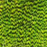 Close-up of Whiting Farms Freshwater Streamer Saddle showing grizzly-barred chartreuse feathers with long soft fibers