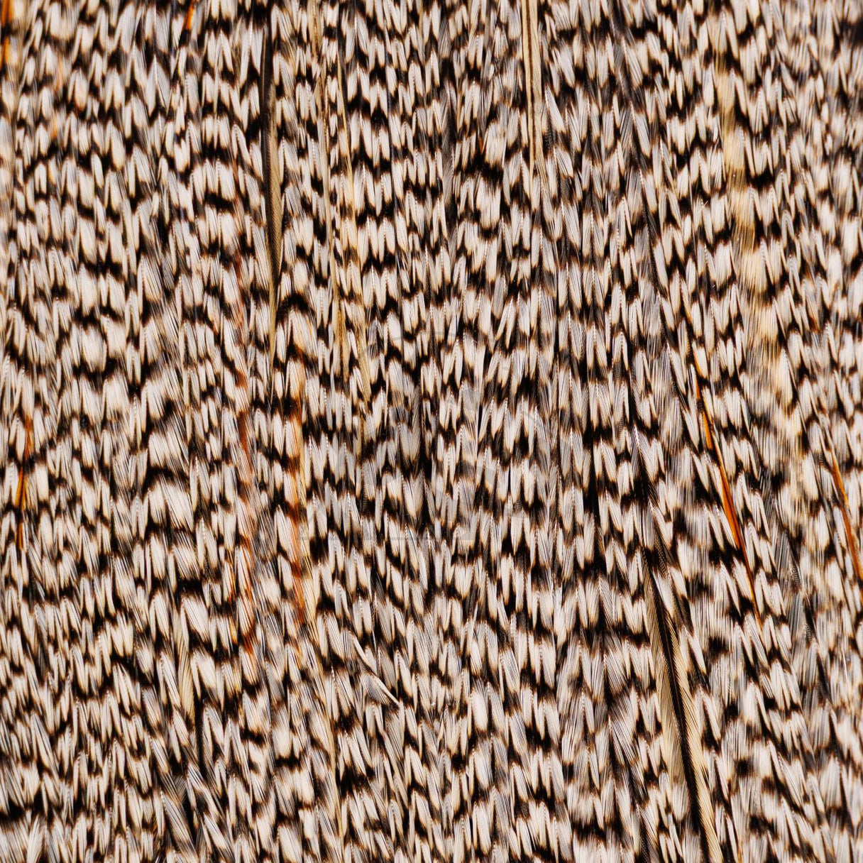 Whiting Farms Rooster Cape - Bronze Grade