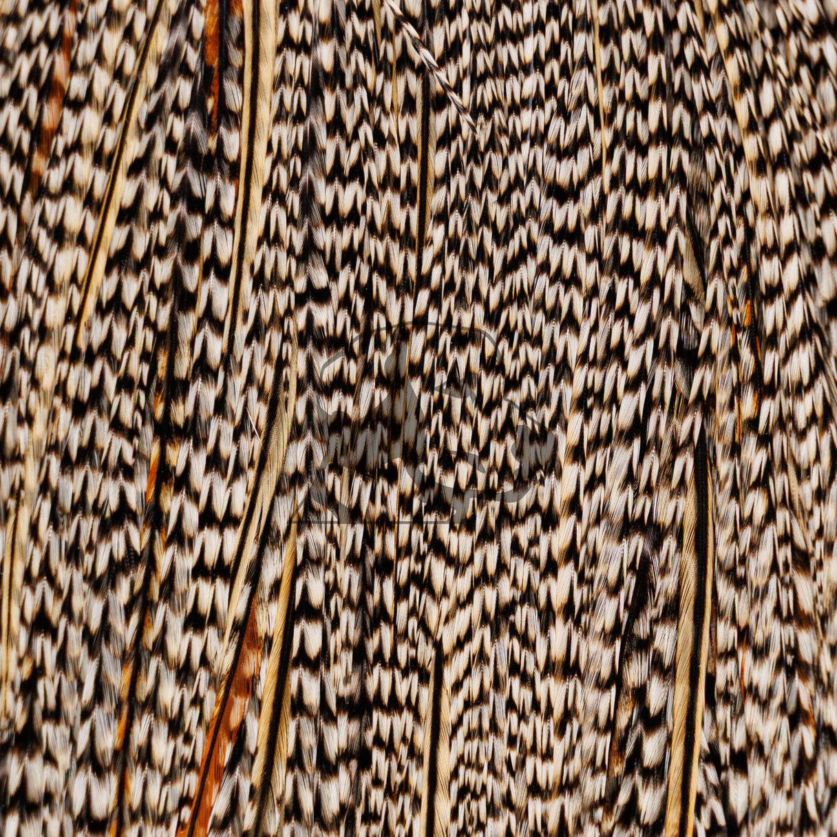 Whiting Farms Rooster Cape - Pro Grade