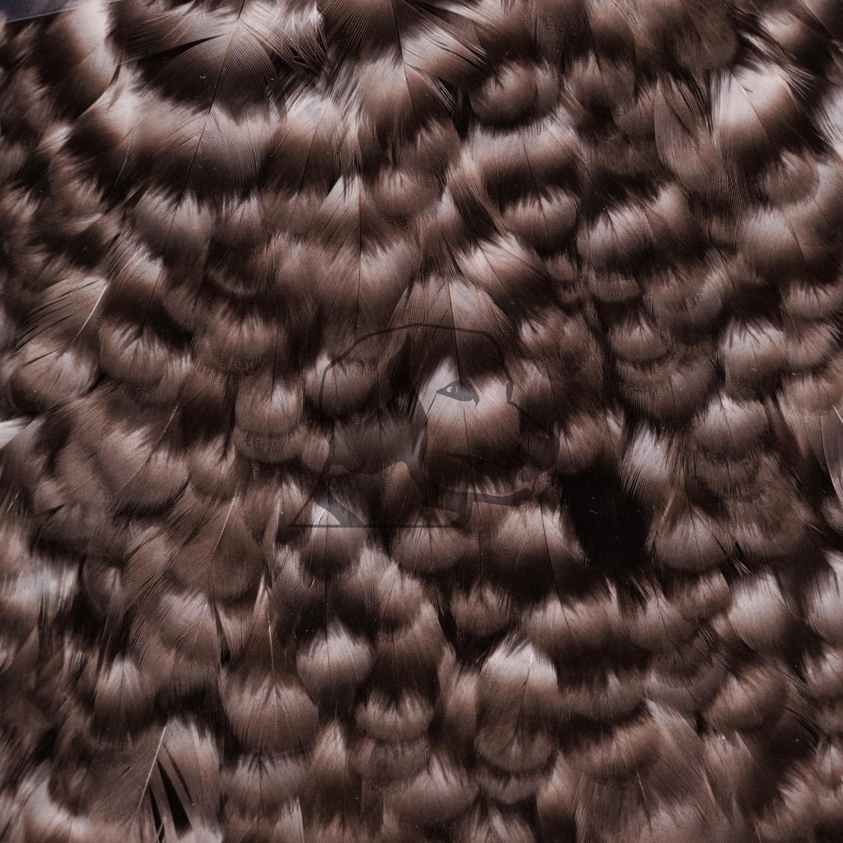Close-up of Whiting Coq de Leon hen saddle showcasing dark brown mottled feathers with layered texture