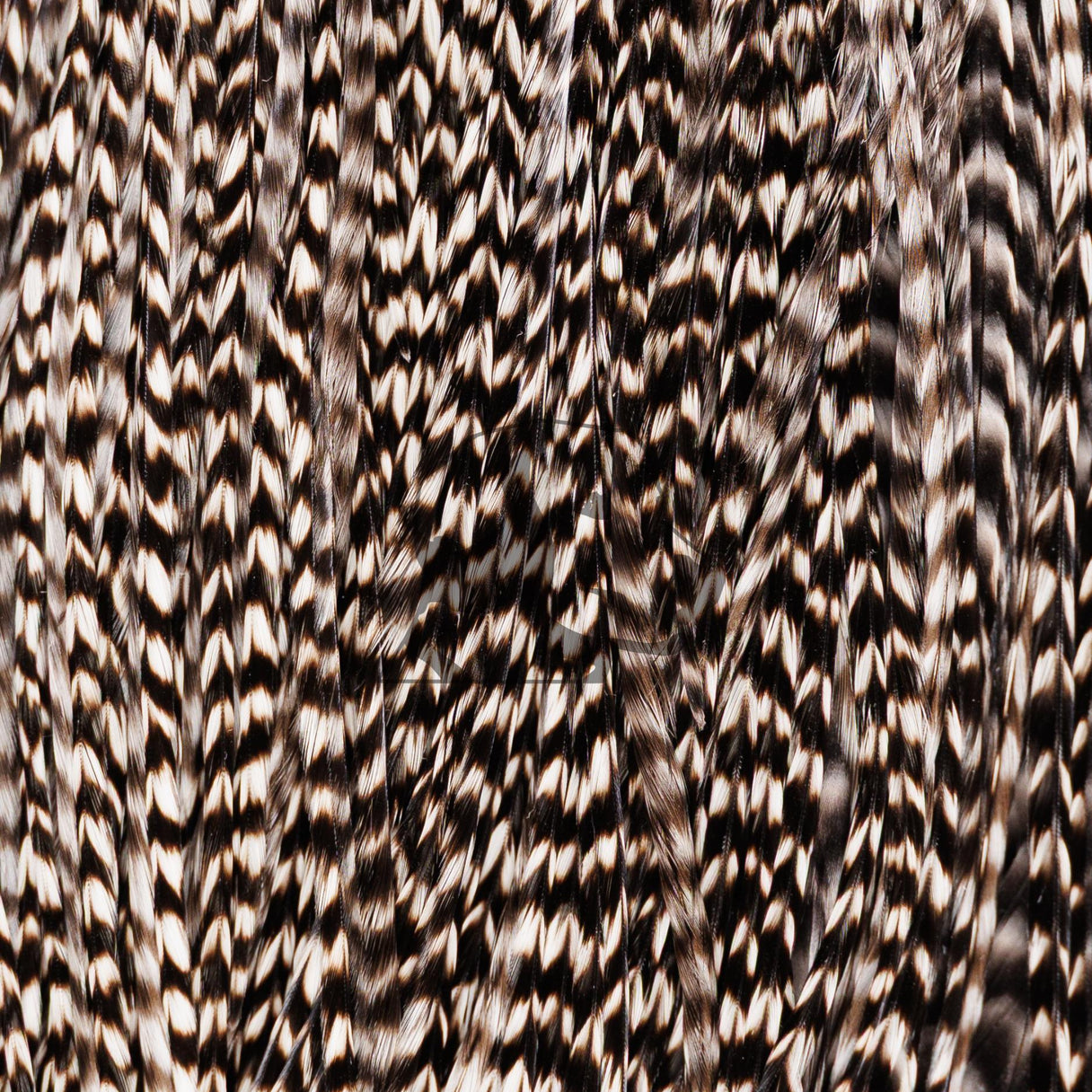 Close-up of Whiting Farms Rooster 1/2 Saddle Bronze Grade showing grizzly-barred hackle feathers with dense barbs