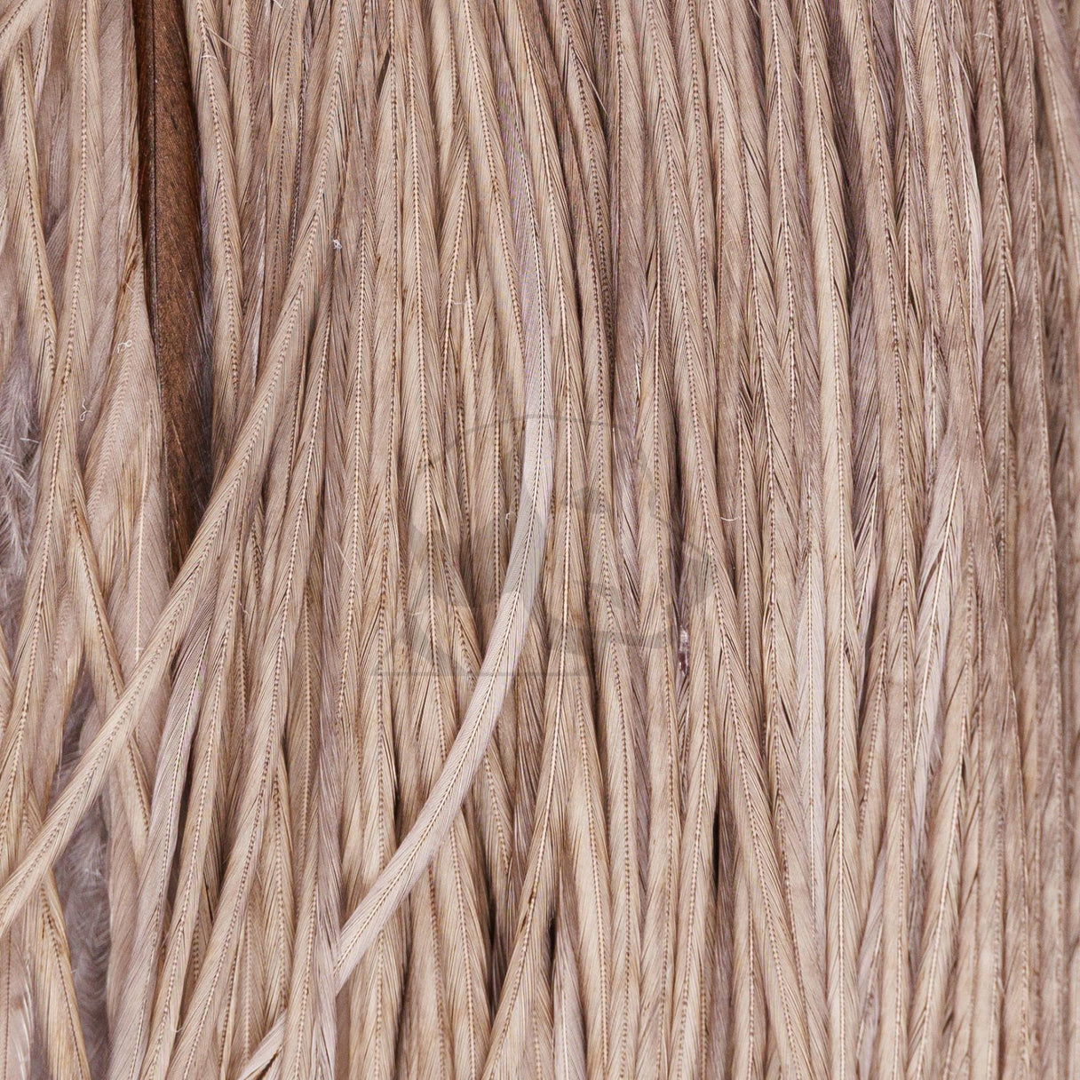 Close-up of Whiting Farms Rooster 1/2 Saddle (Bronze Grade) medium-dun hackle feathers long and dense on white